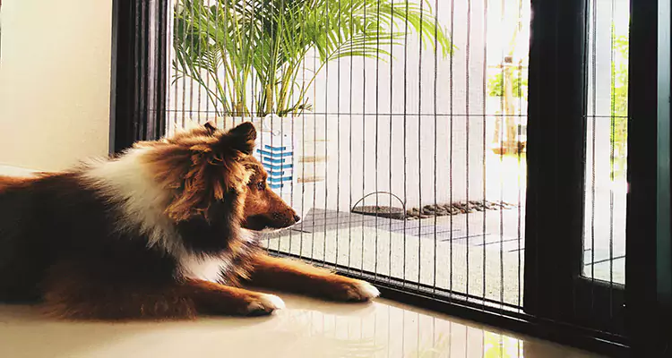Sliding Screen Pet Door Repair in Aventura, FL