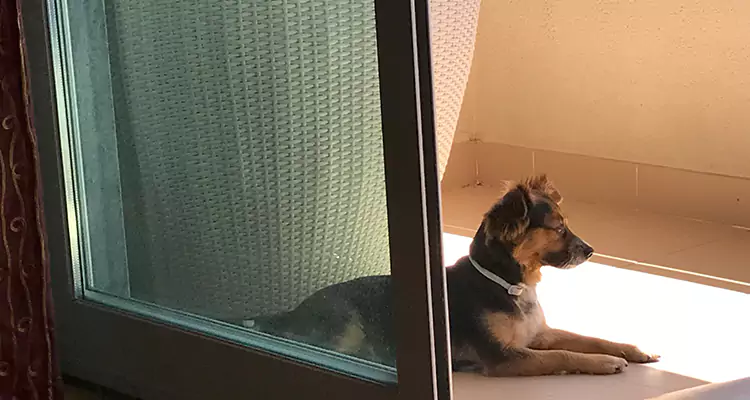 French Door Pet Screen Repair in Aventura, FL